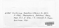 Lyomyces sambuci image